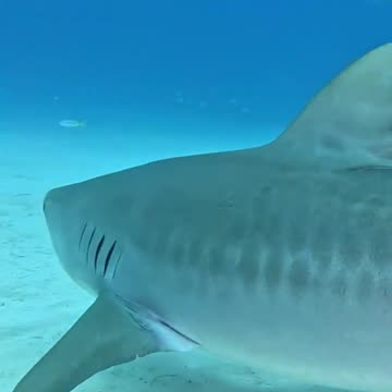 Tiger Shark glance
