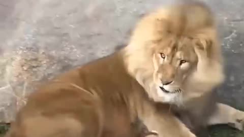 Funny Father of Lion Cub 🤣 | Nouman Hassan |