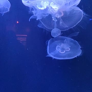 Group of Jellyfish Swimming Underwater