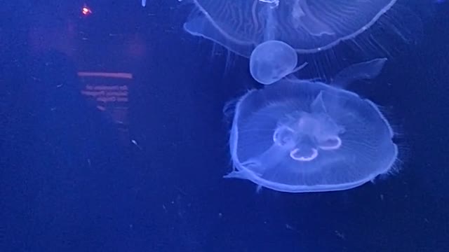 Group of Jellyfish Swimming Underwater