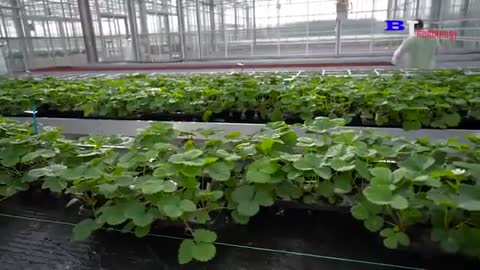 Excellent Hydroponic Strawberry Farming in a Greenhouse Using Modern Strawberry Cultivation