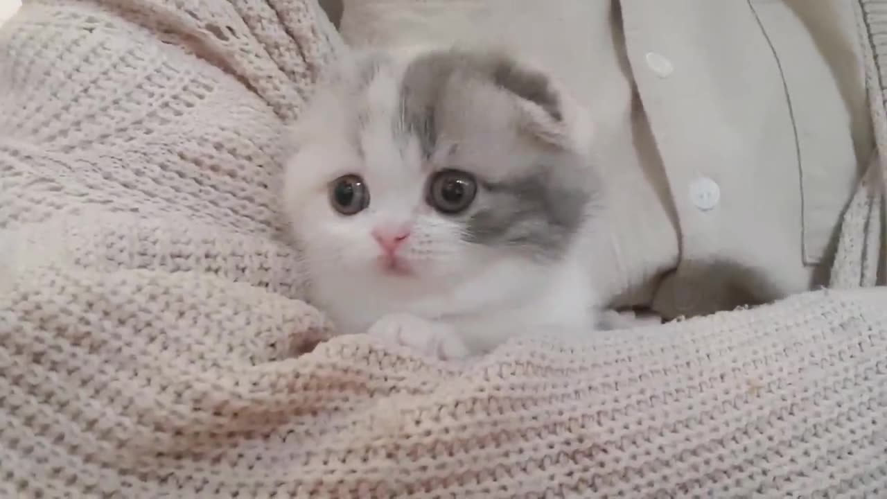 cute kitten videos short leg cat