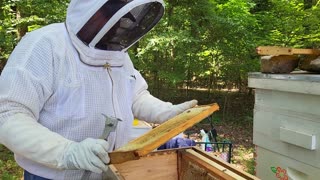 Beyla Hive Inspection 23-06-18.