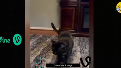 Best_Funny_Animal_Videos_Of_The_2023_🤣_-_Funniest_Cats_And_Dogs_Videos_Funny_cat_&_dog_videos_(360p