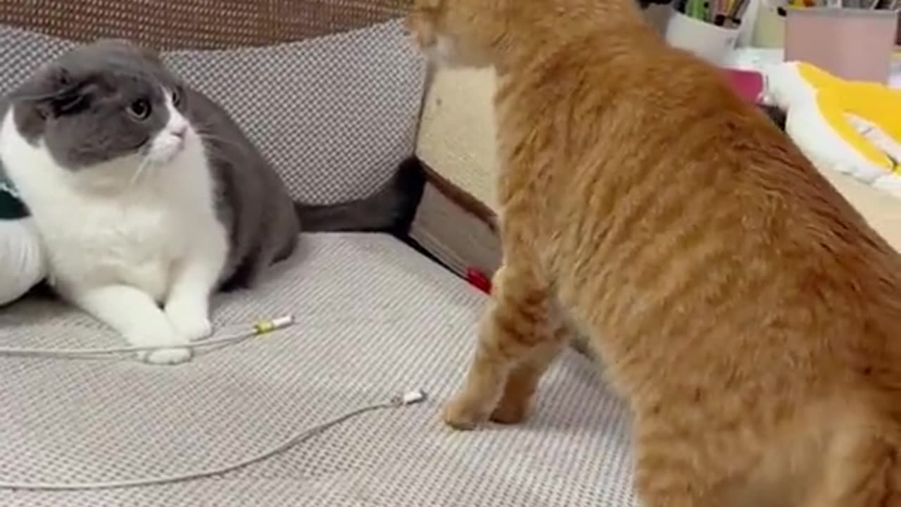 Cats funny video 😅