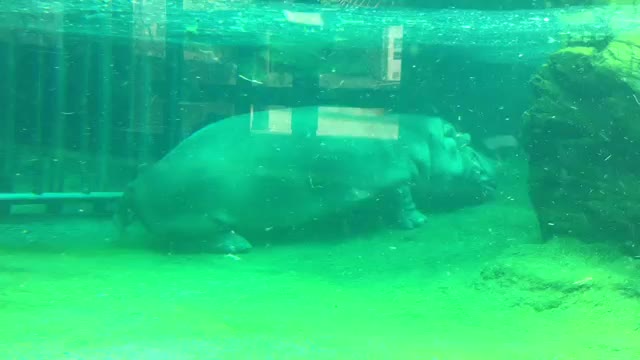 Sleeping hippo very interest video