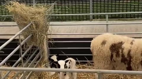 Cute Goats kids