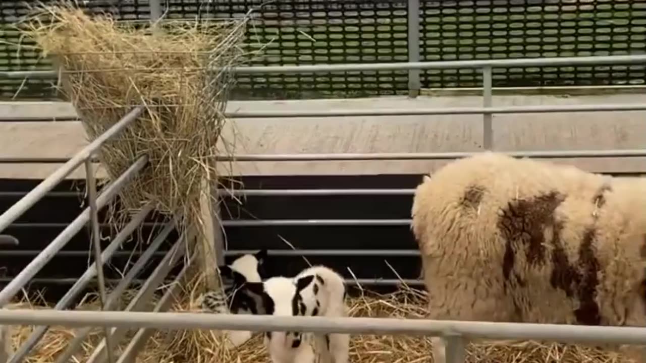 Cute Goats kids