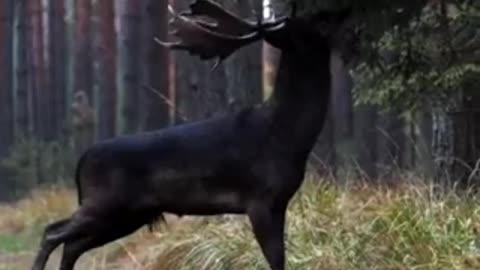 Black deer found in jungle