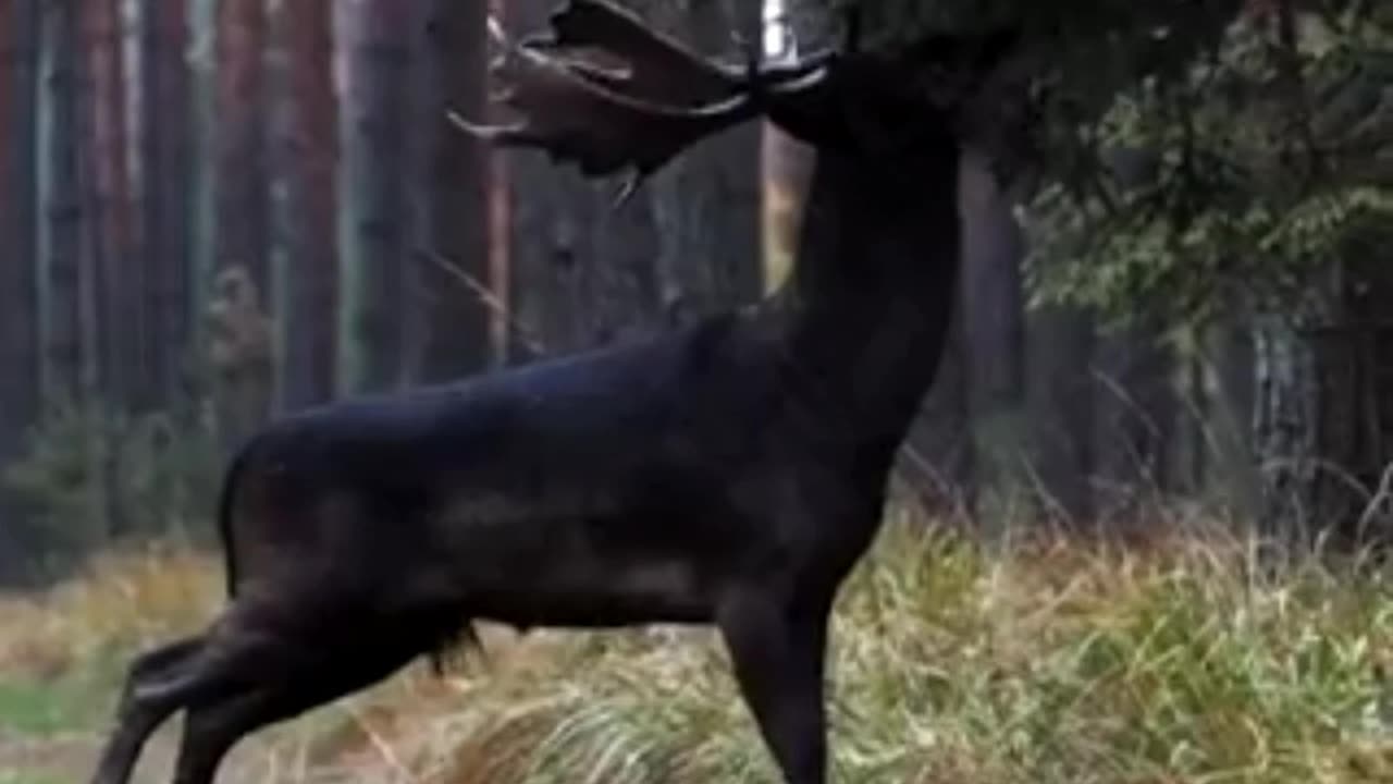 Black deer found in jungle