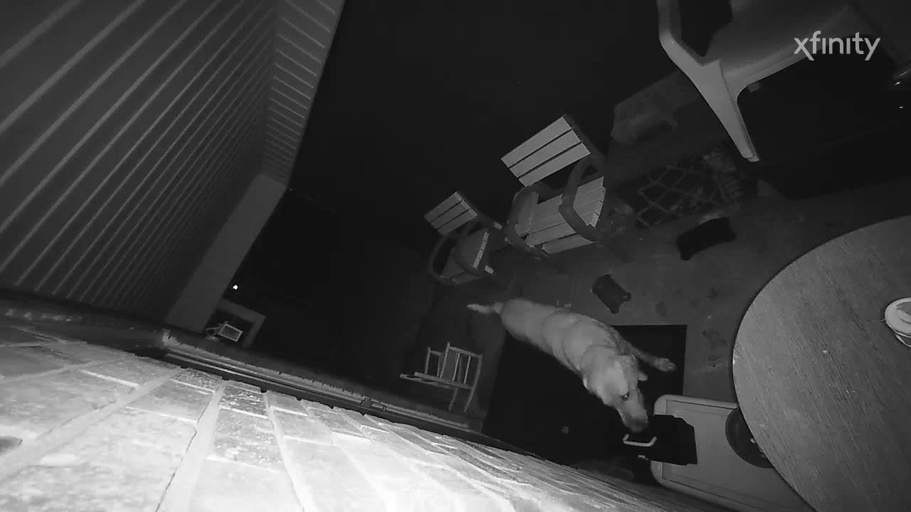 Porch Pirate Dog Steals Tackle Box