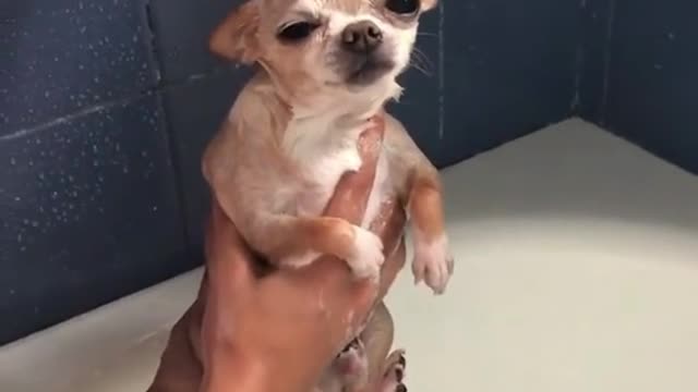 Cute Little Chihuahua Puppy Not Happy About Bath Time