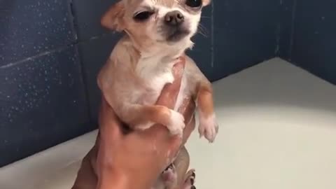 Cute Little Chihuahua Puppy Not Happy About Bath Time