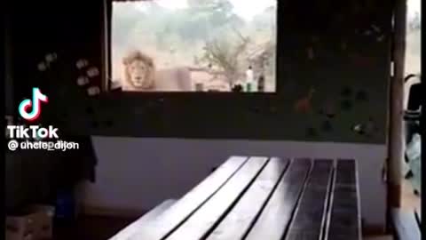 Surviving lion ambush