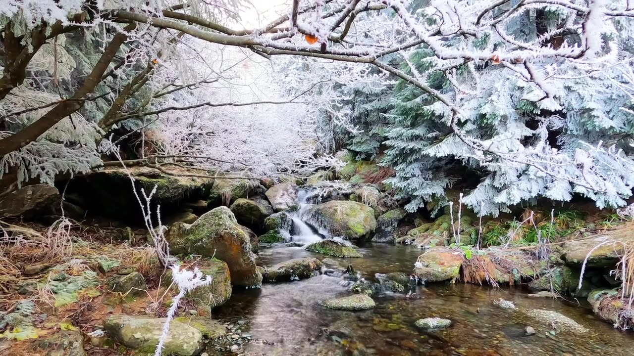 A Forest Creek Flowing over Mossy Rocks on a Winter Day