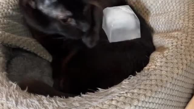 Cat Reacts to Ice Cube!
