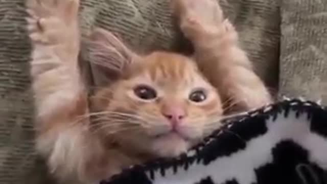 Cute cat