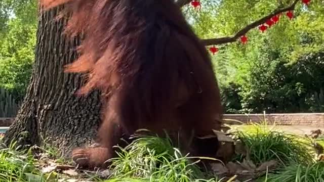 orangutans