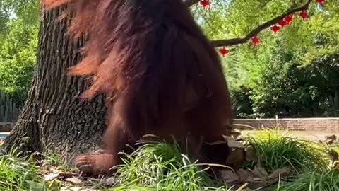 orangutans