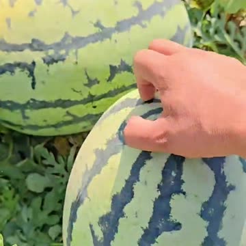Watermelon season on the peak