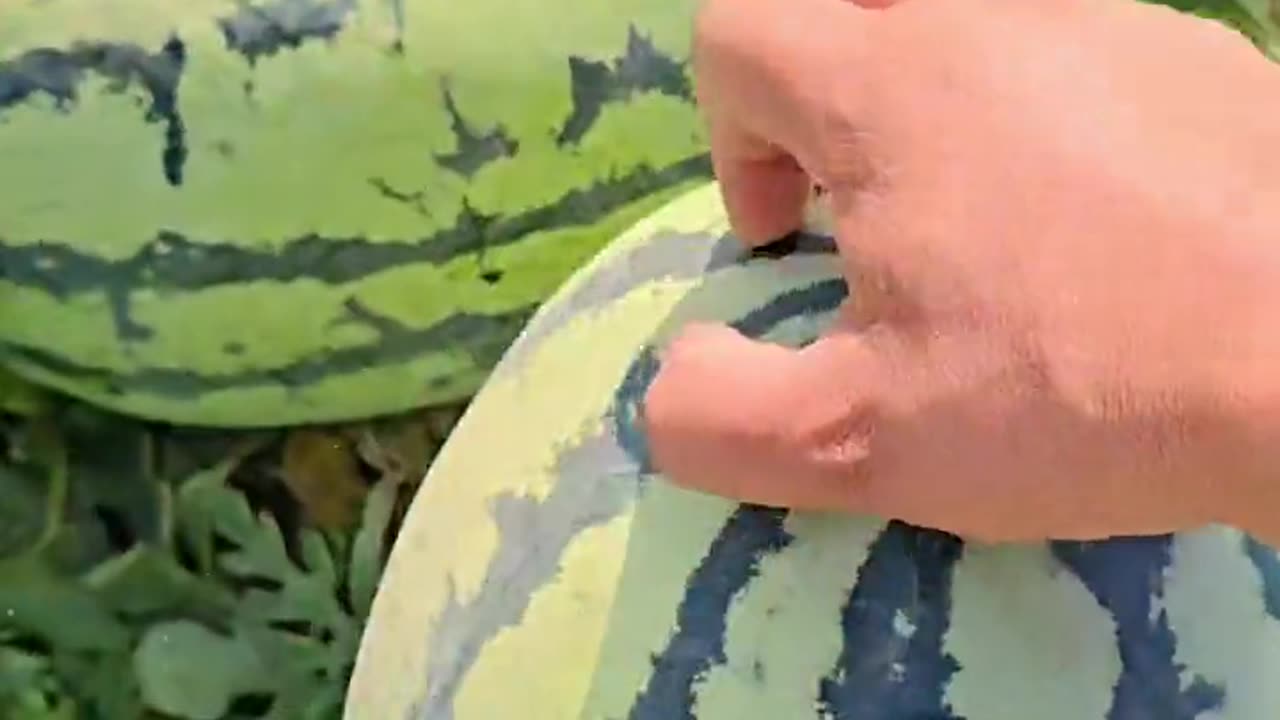 Watermelon season on the peak