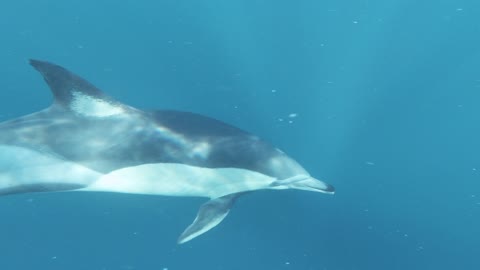 Enjoy the beauty of the seabed