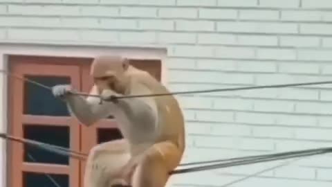 Monkey funny video 😂