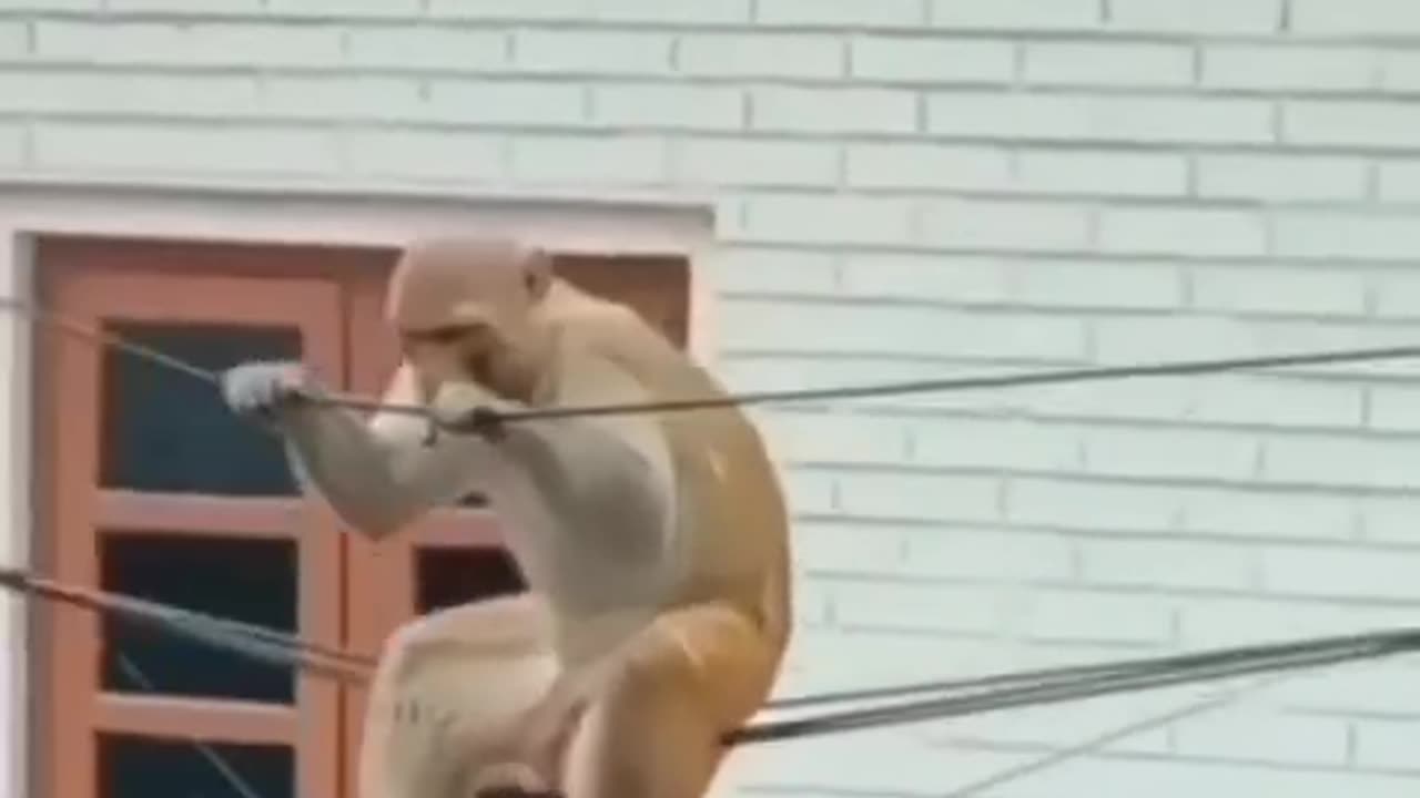 Monkey funny video 😂