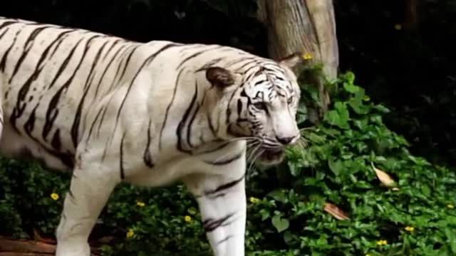 Tiger walk in forest