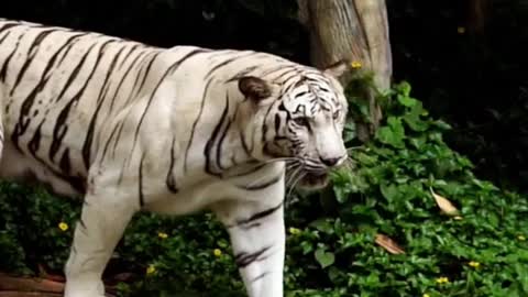 Tiger walk in forest