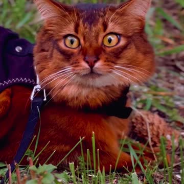 The foxcat in its natural habitat