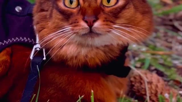 The foxcat in its natural habitat