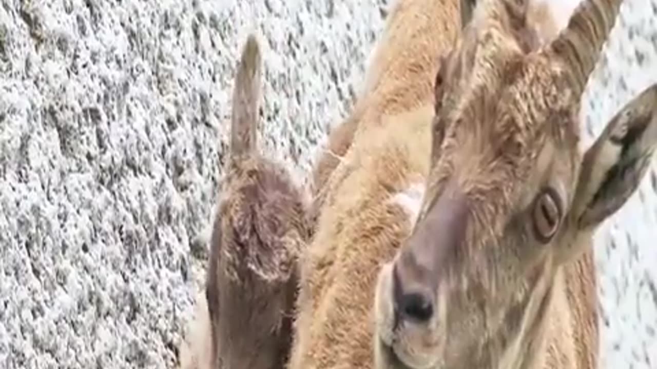 Alpine goats, the gravity-defying daredevils! 🐐