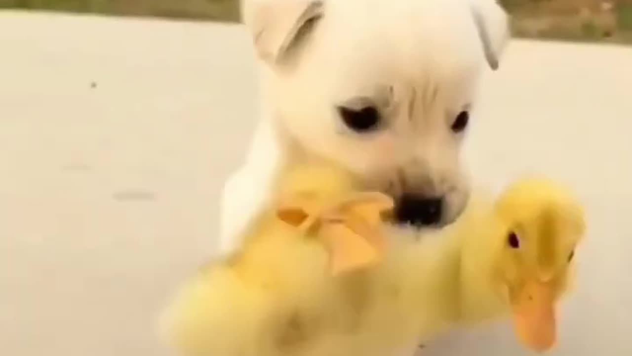 PUPPIE DUCKS