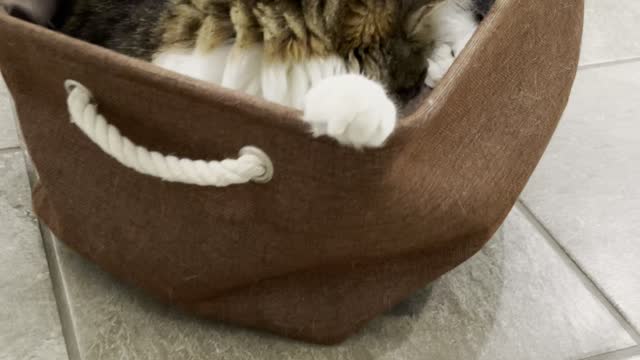 Helpful Cat Cleans Floors