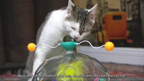 best cat play with toys