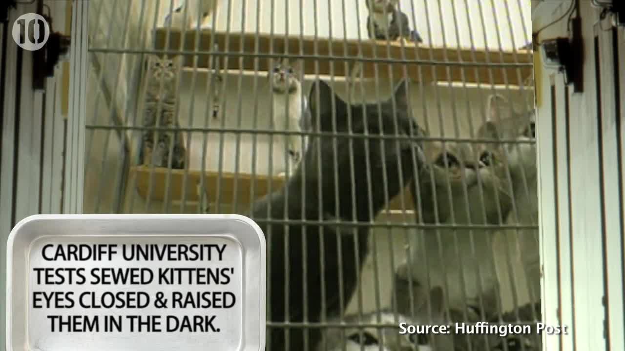 10 Horrific Animal Experiments