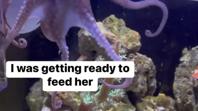 Teaching my octopus how to be patient