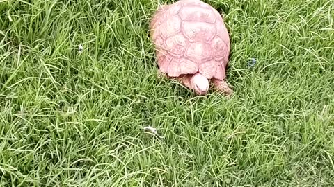 Tortoise