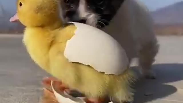 Caring animal amazing video