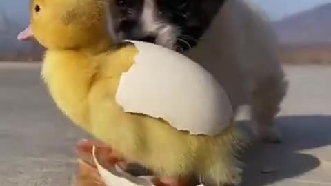 Caring animal amazing video