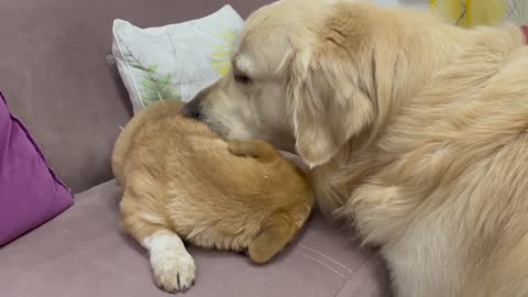 Golden Retriever and Puppy Playing on the Sofa