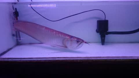 An Arowana is swimming slowly, it is so calm and relax