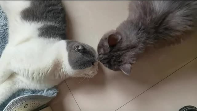 429_I thought it was my love coming 😭 #catsoftiktok #