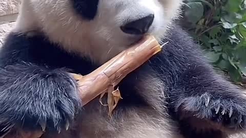 The giant panda