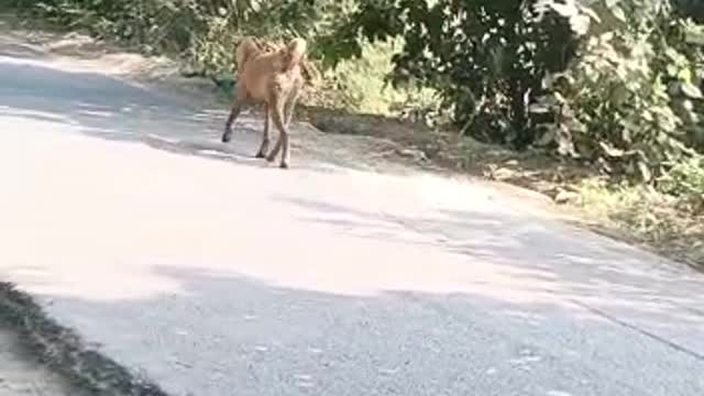 Dog Running video