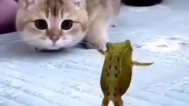 Funny animals