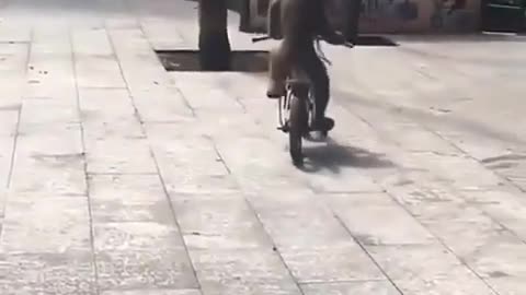 Monkey riding bicycle