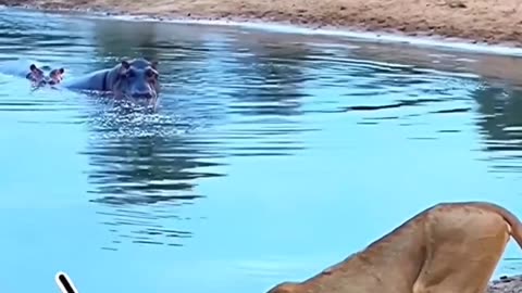 Lion 🦁 is danjar lion 🦁 is animals attack lion ned help plz play video 🦁 🦁