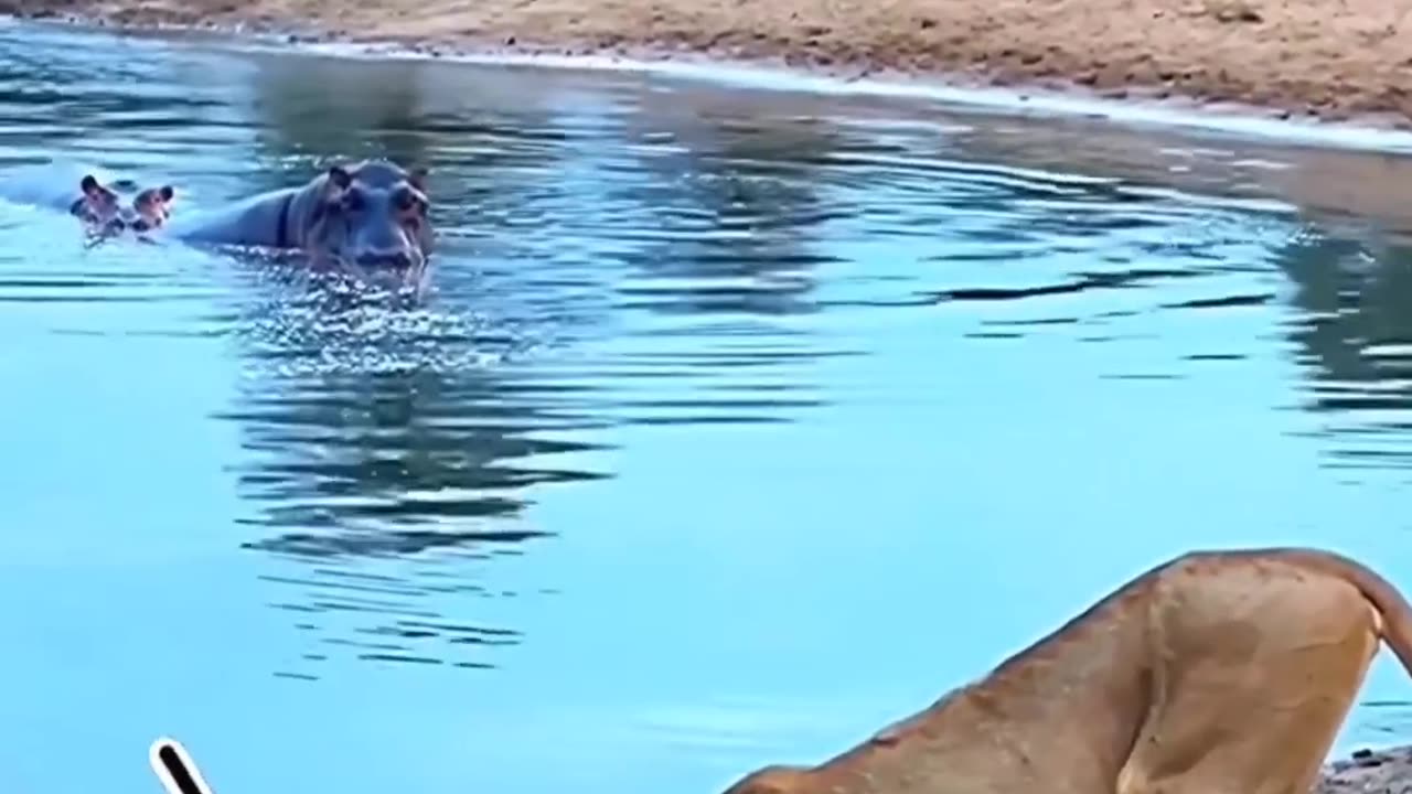 Lion 🦁 is danjar lion 🦁 is animals attack lion ned help plz play video 🦁 🦁